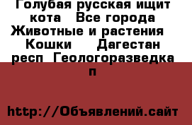 Голубая русская ищит кота - Все города Животные и растения » Кошки   . Дагестан респ.,Геологоразведка п.